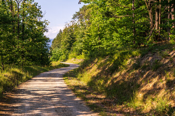 Fototapeta premium A path in the Monticolo forest full of summer greenery in Italian South Tyrol