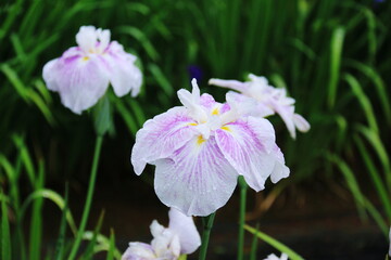 Fototapeta premium 岩手県平泉6月 毛越寺 露に濡れたみずみずしいアヤメ