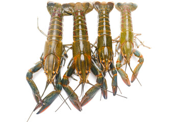 Flatlay picture of variety freshwater lobster on isolated white background. It also known as 