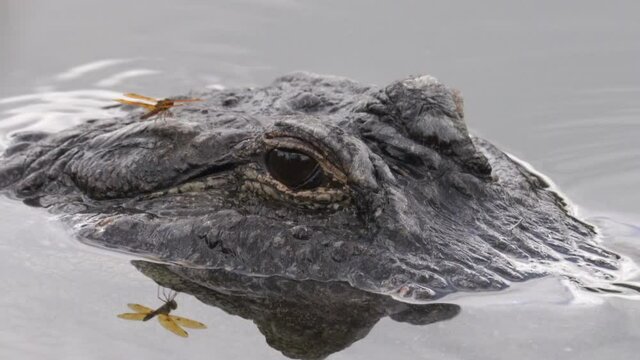 Telephoto Video of American Alligator and Eastern Amberwing Dragonfly