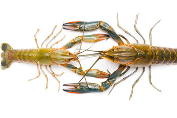 Two different sizes of freshwater lobster on isolated white background. Smaller size will give sweet taste.