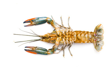 A picture of freshwater lobster upside down on isolated white background. The taste of the meet is sweet compared to sea lobster.