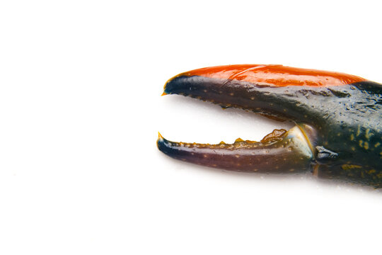 A flatlay closeup picture of freshwater lobster claw on copyspace isolated white background. 