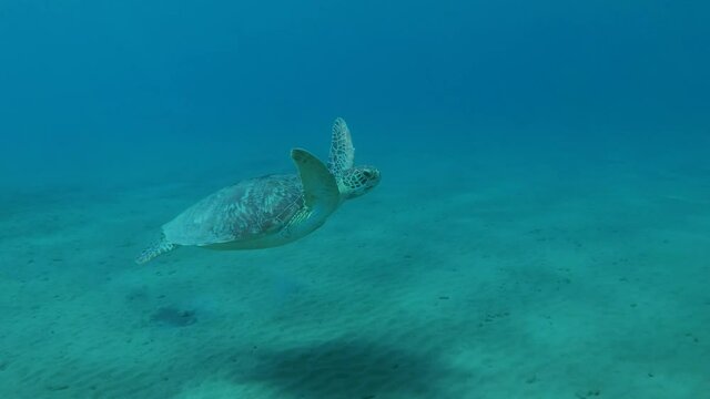 Young Sea turtle slowly swims up in blue water, takes a breath and dives to the bottom. Green Sea Turtle (Chelonia mydas), Red Sea, Egypt