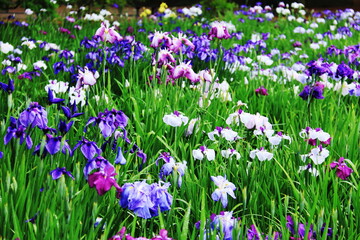 岩手県平泉6月　毛越寺　露に濡れたみずみずしいアヤメ