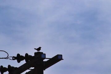 silhouette of a Chalk-browed Mockingbird perched on top of an electricity pole, under a blue sky with thin clouds.