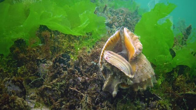 Marine invasive species Veined whelk (Rapana venosa), the mollusk slowly climbs out of the cow and turns it over. Black Sea