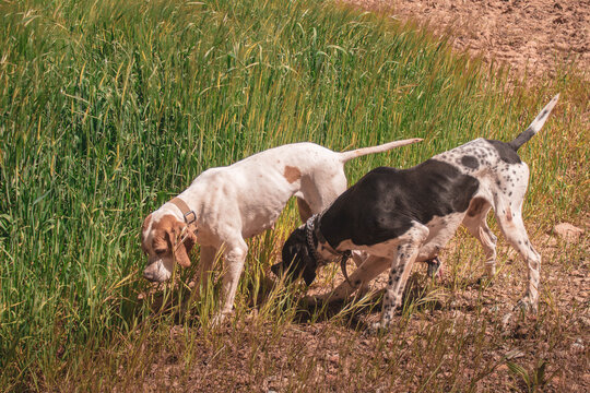 two hunting pointer dogs in the field sniffing