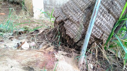 an old tree falling on the sidewalk