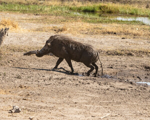 Warthog coming out of the mud bath