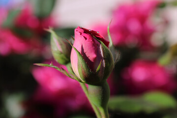pink rose bud