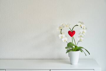 beautiful orchid plant in a white vase shaped as heart