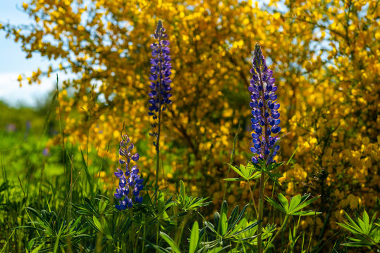 Lupin flowers against gorse background