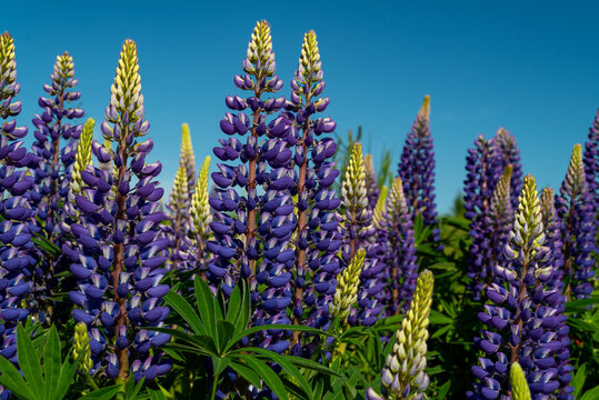 Lupin flowers against blue sky