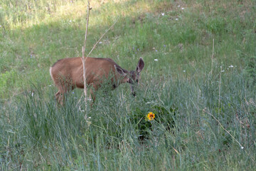 Deer grazing grass in Colorado Mountains