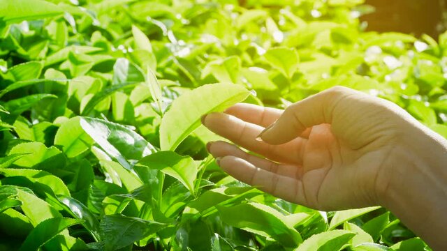 Woman's hand touching green tea leves at plantation. Tea plantations with lens flare effect. Nature background with sun flare.
