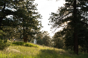 Obraz premium Sun shining through forest