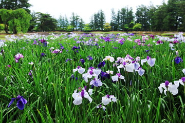 岩手県平泉6月　毛越寺　露に濡れたみずみずしいアヤメ