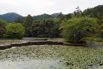 Japanese pond and garden