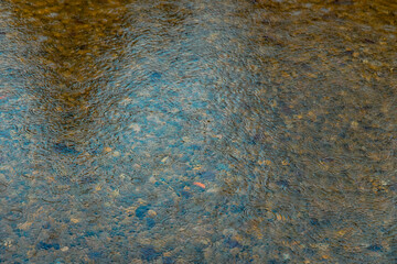 pond shallow water rainy weather September autumn day time fall season nature background wallpaper photography melancholy mood