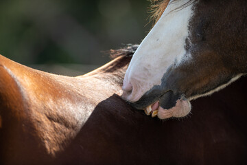 A close up of a chestnut brown horse with a large white patch on its forehead using its teeth to...