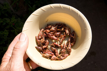 Bowl of fried, crunchy grasshoppers to eat