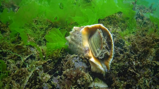 Marine invasive species Veined whelk (Rapana venosa), the mollusk slowly climbs out of the cow and turns it over. Black Sea