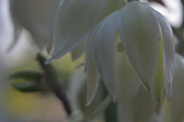 Obraz premium flowering yucca in the garden