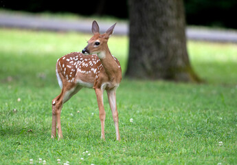 White-tailed deer fawn in an open meadow