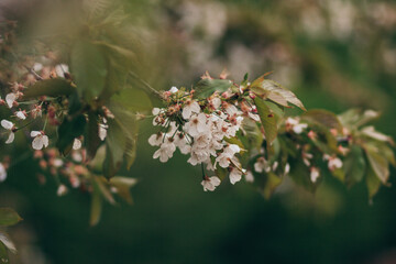 A close up of a flower