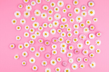 Floral layout with small white daisy flowers on pink paper background.