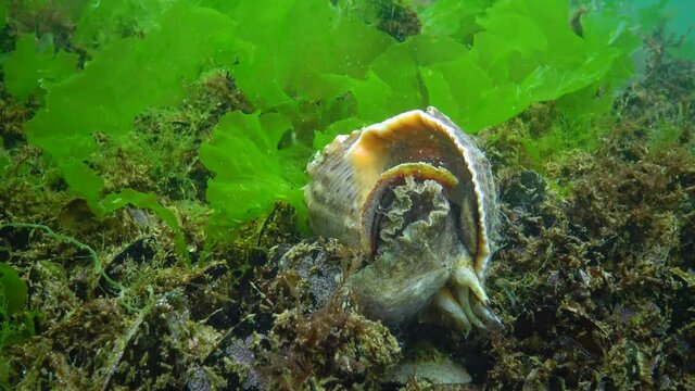 Marine invasive species Veined whelk (Rapana venosa), the mollusk slowly climbs out of the cow and turns it over. Black Sea