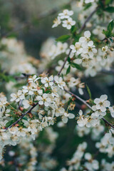A close up of a flower