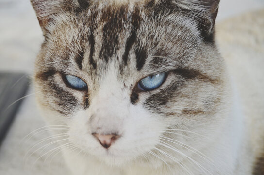 Cuchurrumino despertando