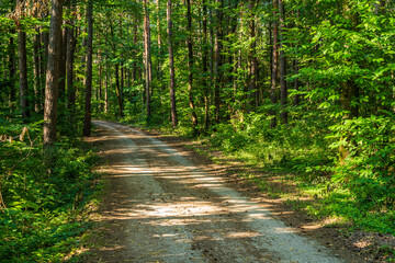 A path in the Monticolo forest full of summer greenery in Italian South Tyrol