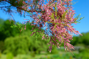 Tamarisk pink flowers hanging on the tree