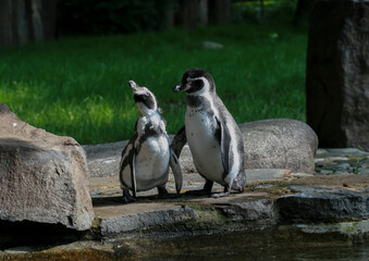 Fototapeta premium penguin in the zoo
