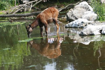 Obraz na płótnie Canvas deer in the water