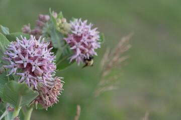 Carpenter bee pollinating on a purple flower in colorado