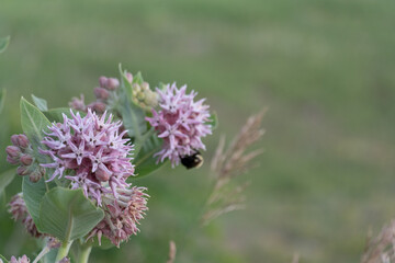Carpenter bee pollinating on a purple flower in colorado
