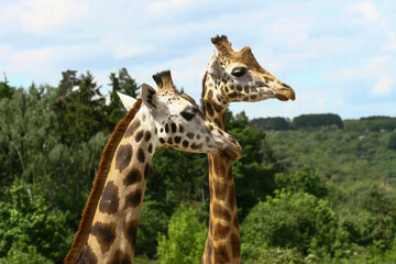 giraffe eating grass