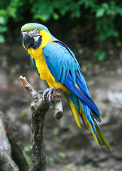 blue and gold macaw