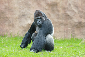  Black gorilla in the park © svetjekolem