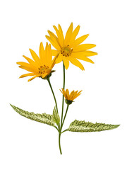 Flowering Heliopsis Loraine Sunshine (common named Rough oxeye or False sunflower) with variegated leaves isolated on white background. Beautiful perennials for the garden.