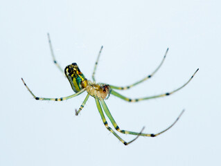 big green spider close up - Image