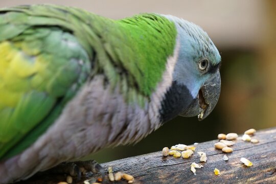 Selective focus shot of blue-headed macaw eating seeds on the log