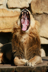 portrait of a lion