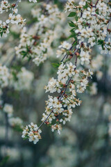 A close up of a flower