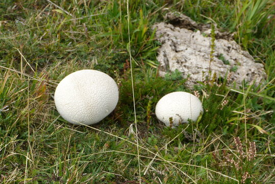 Bovista Plumbea