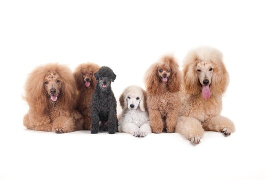 Beautiful domestic dogs sitting on a white surface and looking at the camera - Powered by Adobe